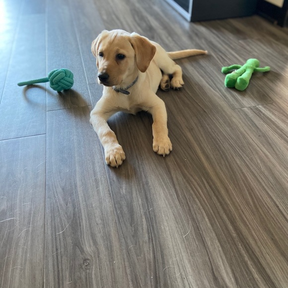 Meet your Posher, Errol - Picture 5 of 8